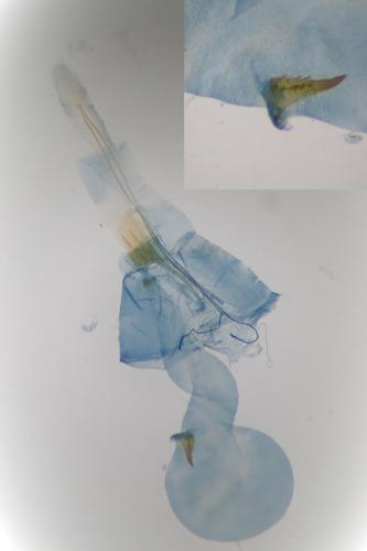 Réf. 256 241 : Scrobipalpa costella
